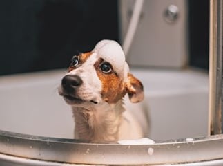 shampoing naturel pour chiens